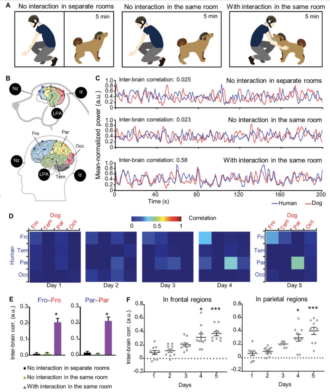 Interactions chiens activité cérébrale cardiaque OneHealth