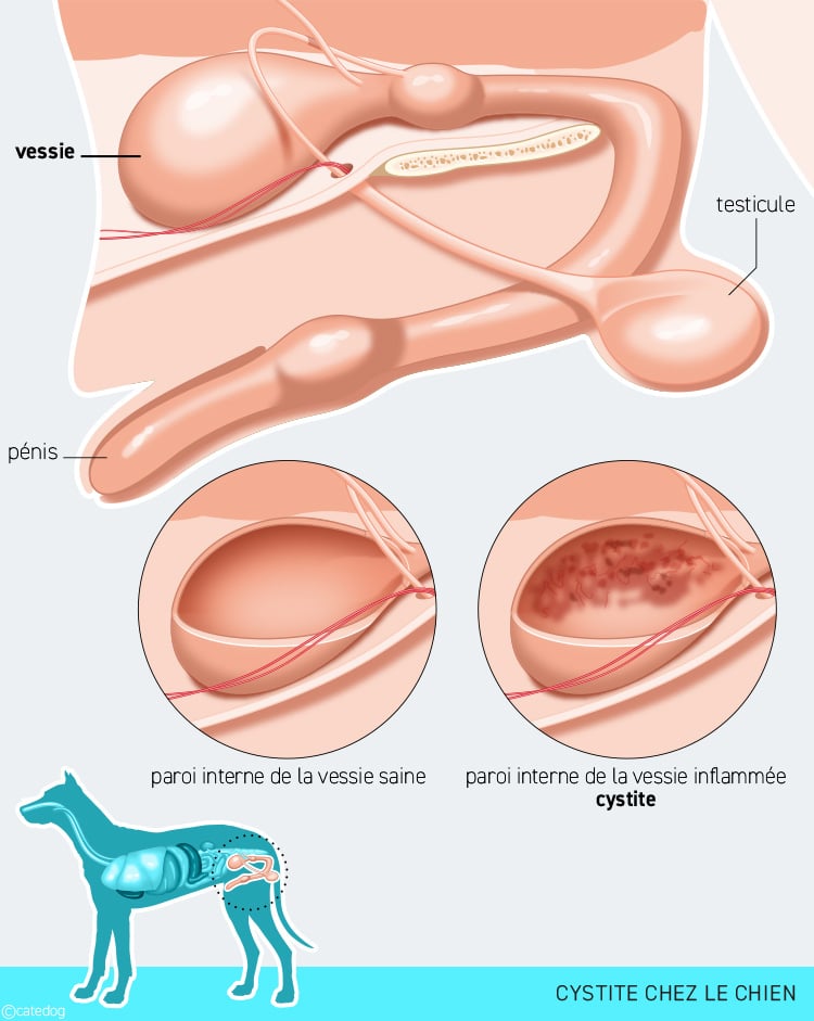 La cystatine B urinaire : un biomarqueur rénal pertinent  chez les carnivores domestiques?